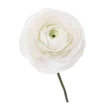 Ranunculus White mellano - RAN WHIT MEL