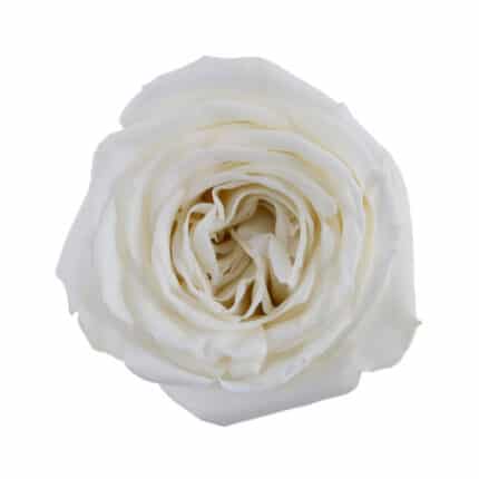 Rose PlayaBlanca 70cm tessa