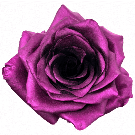 Rose Raisin Pearl 70cm floreca