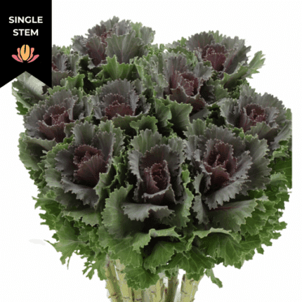 Kale Altair holl (stem)