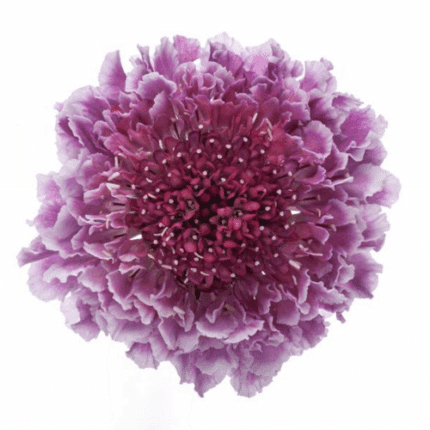 Scabiosa Lilac Scoop bella