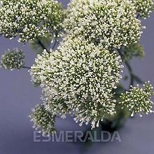 Trachellium white esmer