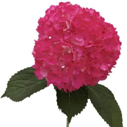 Hydrangea Sibilla holl(STEM)