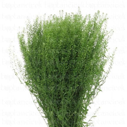 Lepidium GreenDragon fresca