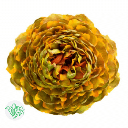 Ranunculus Pon Green Org israel