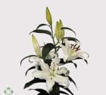 Lily Helvetia holl