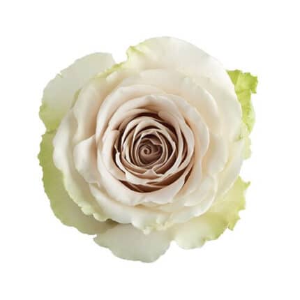 Rose Pompei 60/70cm naranjo