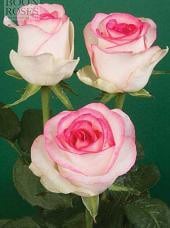 DOLCE vita short fdm