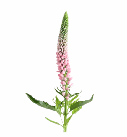 Veronica Pink ob