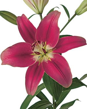 Lily Robina holl(dkpk)