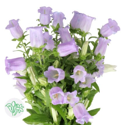 Campanula Champion Lavender