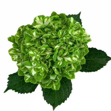 Hydrangea Emerald Green rfi(ST