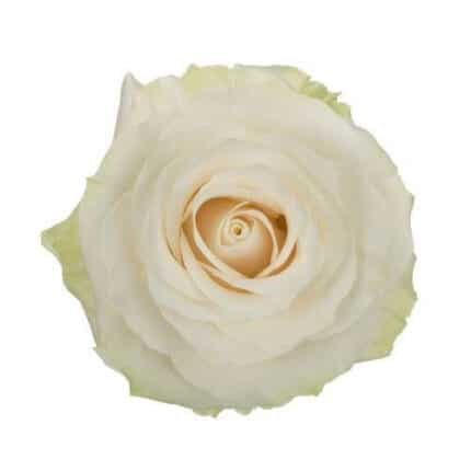 Rose Mondial 40cm  florisma