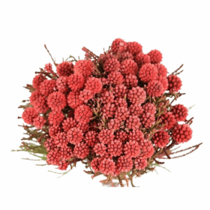 Brunia Red Clusterstar anton