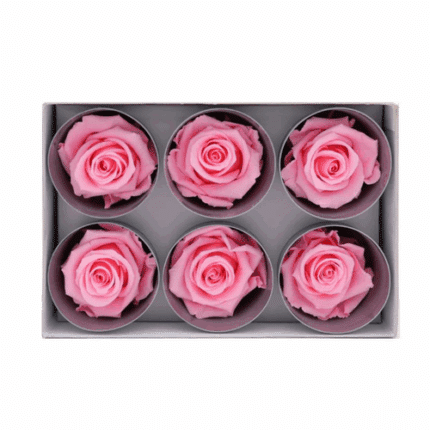 Rose Preserved Pink naranjo(6h