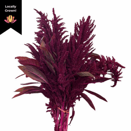 Amaranthus Upright Red cramer