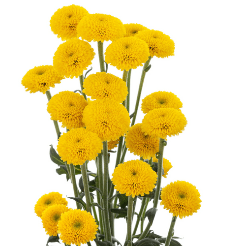 23a5cfe3-ae8c-4100-afa4-663ebfc06e6e.png Pom Button Guajura sole - Image 1