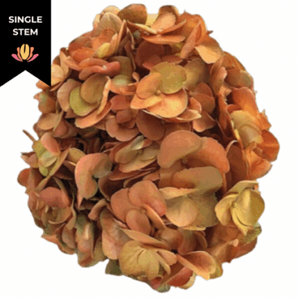 Hydrangea Orange/Bronze galler