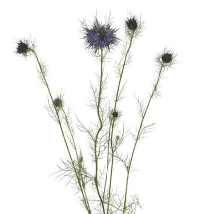 Nigella Blue cramer