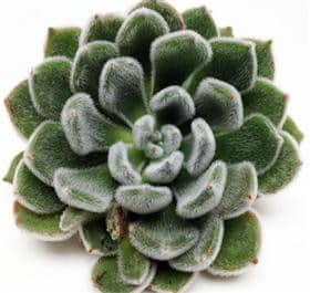 Succulent GreenVelvet holl