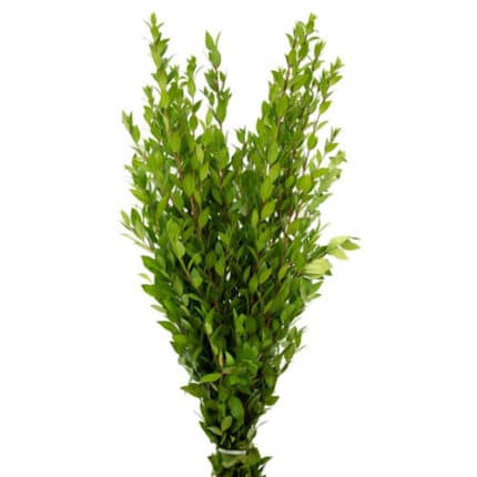 Myrtle tutuli