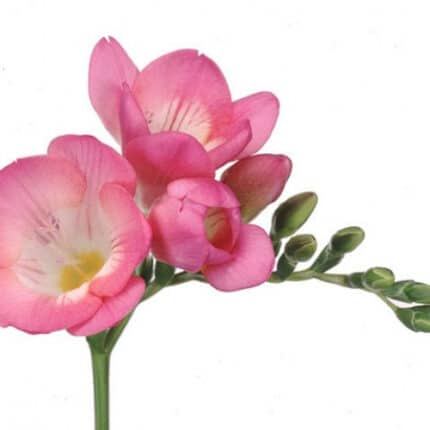 Freesia Pink holl