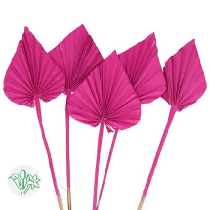 Dried Palm Spear Cerise holl