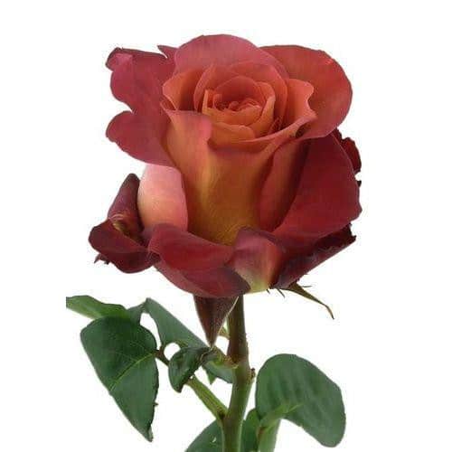 23e6b0fc-edcf-4014-b720-4a14cf86554b.jpg Rose CoffeeBreak 40cm florisma - Image 1