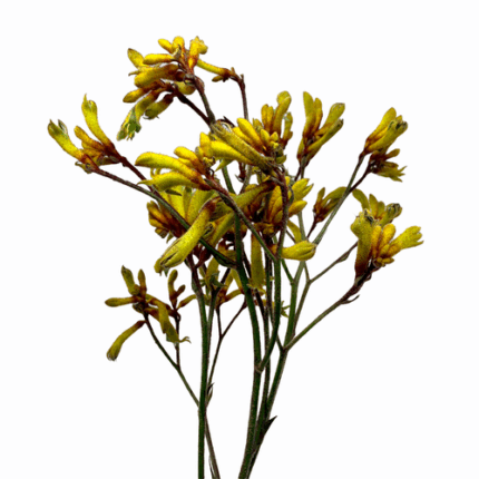 K-Paws Gold 80cm holl.