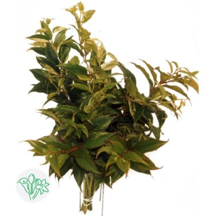 Leucothoe Walteri Rainbow holl -
