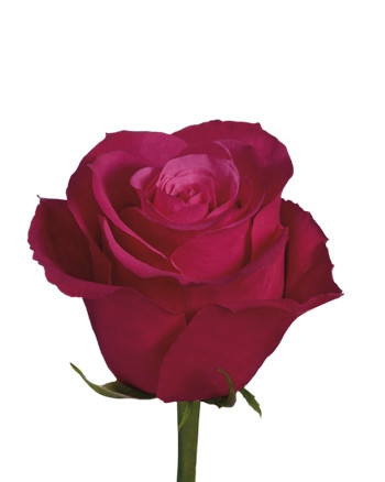 Cherrio 40 florisma