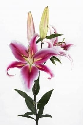 Lily Paradero htpk 3/5 f.c.