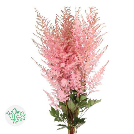 Astilbe Anita Pfeifer holl