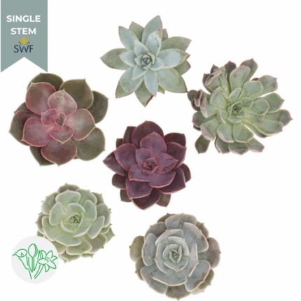 Succulents Love holl(STEM)