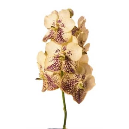 Vanda Sum Yellow Henna holl(ST)