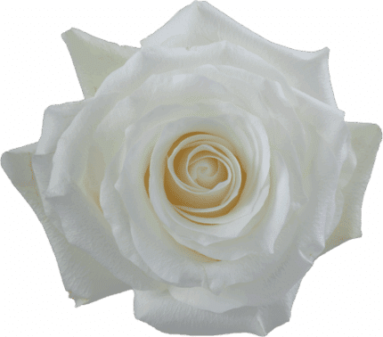 Rose Proud 60cm naranjo