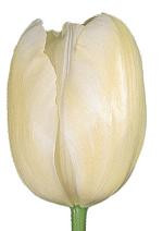 FRENCH v.d. cream