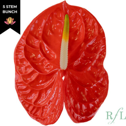 Anthurium Sun Eye Mini (x5 stems) canada