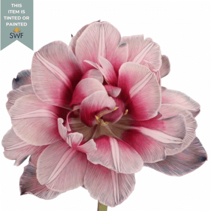 Tulips Dyed Bohemian holl