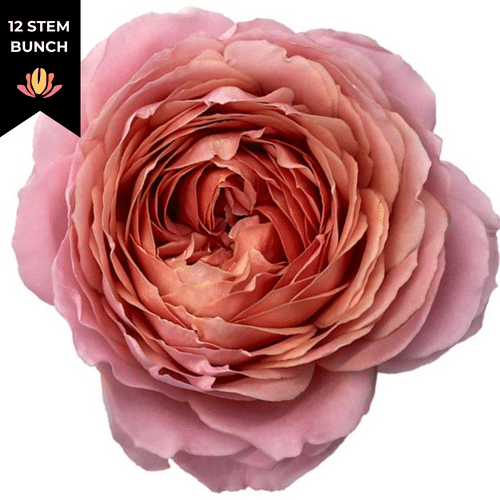 241cb039-560b-4a1d-95ec-e8d2a0c25f5c.png Rose Gdn Romantic Antike flore - Image 1