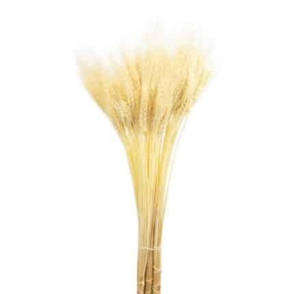 Dried Wheat Bleached holex