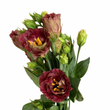 Lisianthus Brown can