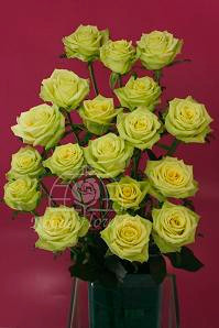 RoseSpray GreenArrow rio