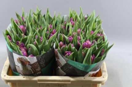 Tulip Respectable Dbl holl