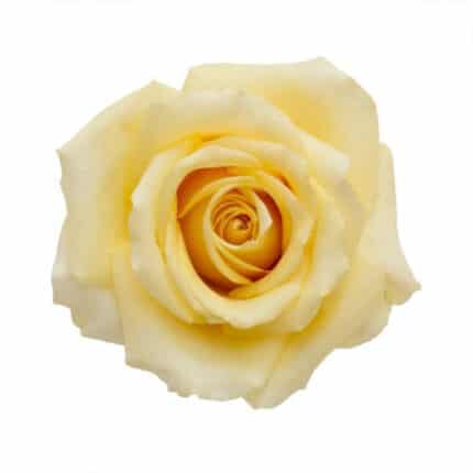 Rose Butterscotch 50cm rfi