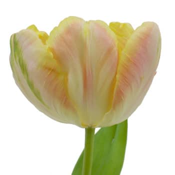 Tulip Org Cream Parrot holl