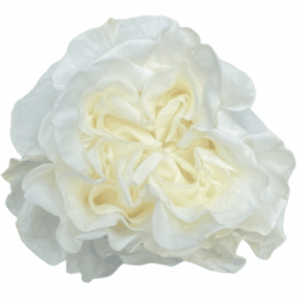 Rose Popcorn 50cm rprima