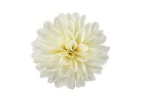 Dahlia White v.d.(5st)