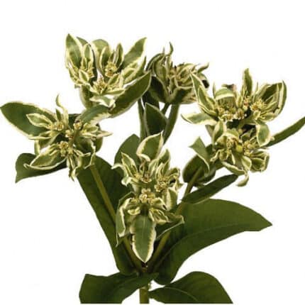 Euphorbia Snow On The Mtn camf