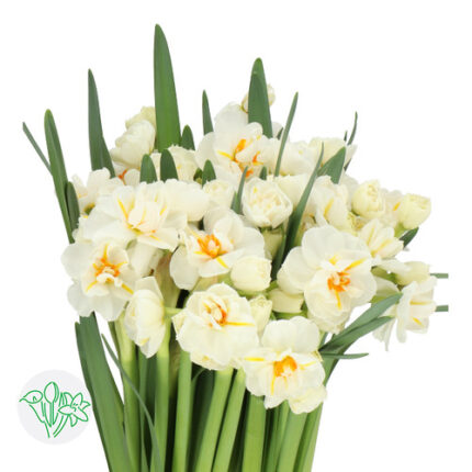 Daffodil Magic holl